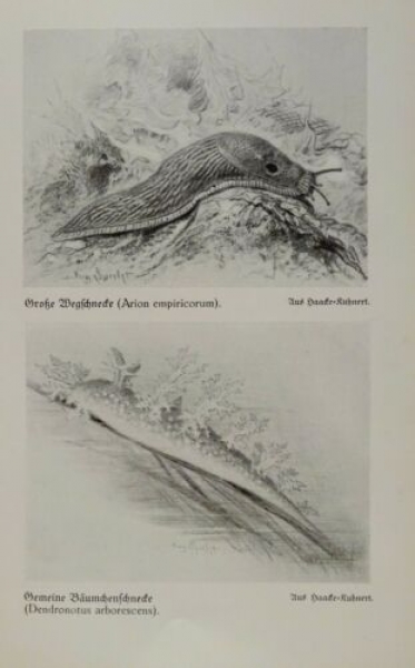 1926 - Große Wegschnecke, gemeine Bäumchenschnecke / Wurmschnecke - alter Druck